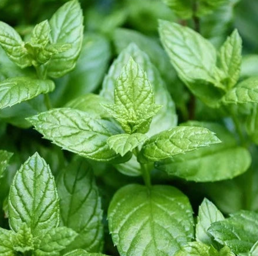 Mint 'Peppermint' Heirloom Seeds