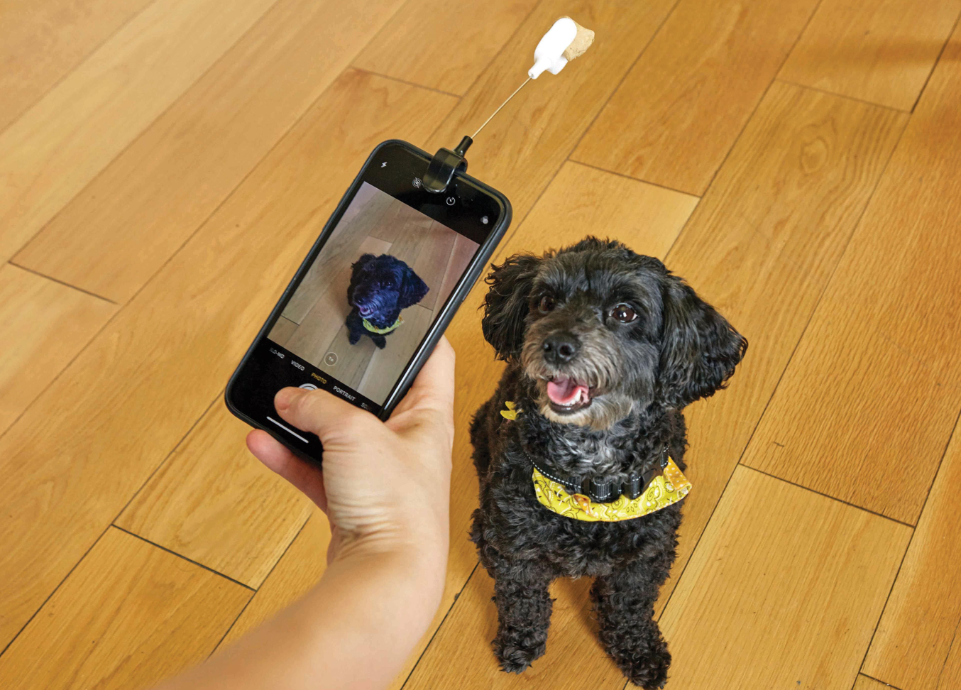 Kobe Dog Treat Selfie Clip