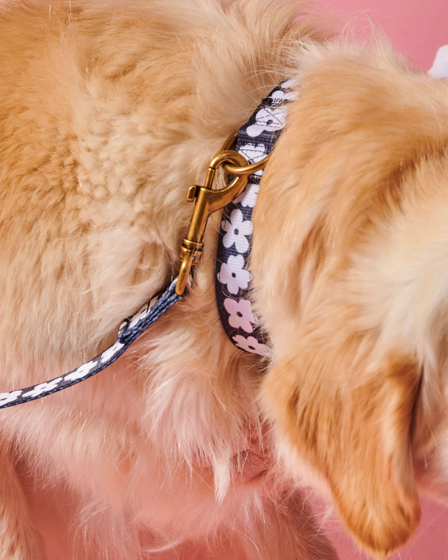 Flower Face Dog Collar - Various Sizes