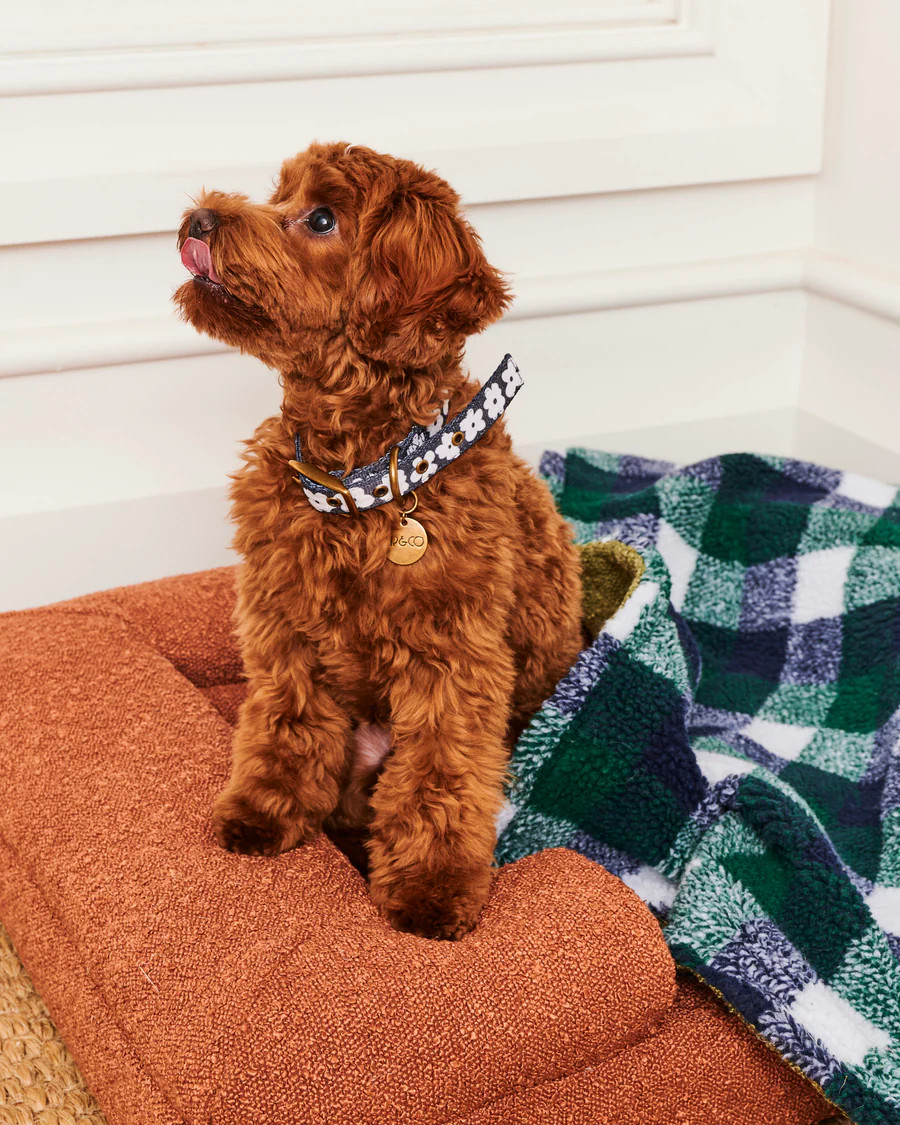 Flower Face Dog Collar - Various Sizes