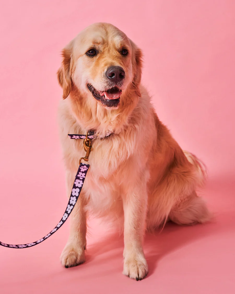 Flower Face Dog Collar - Various Sizes