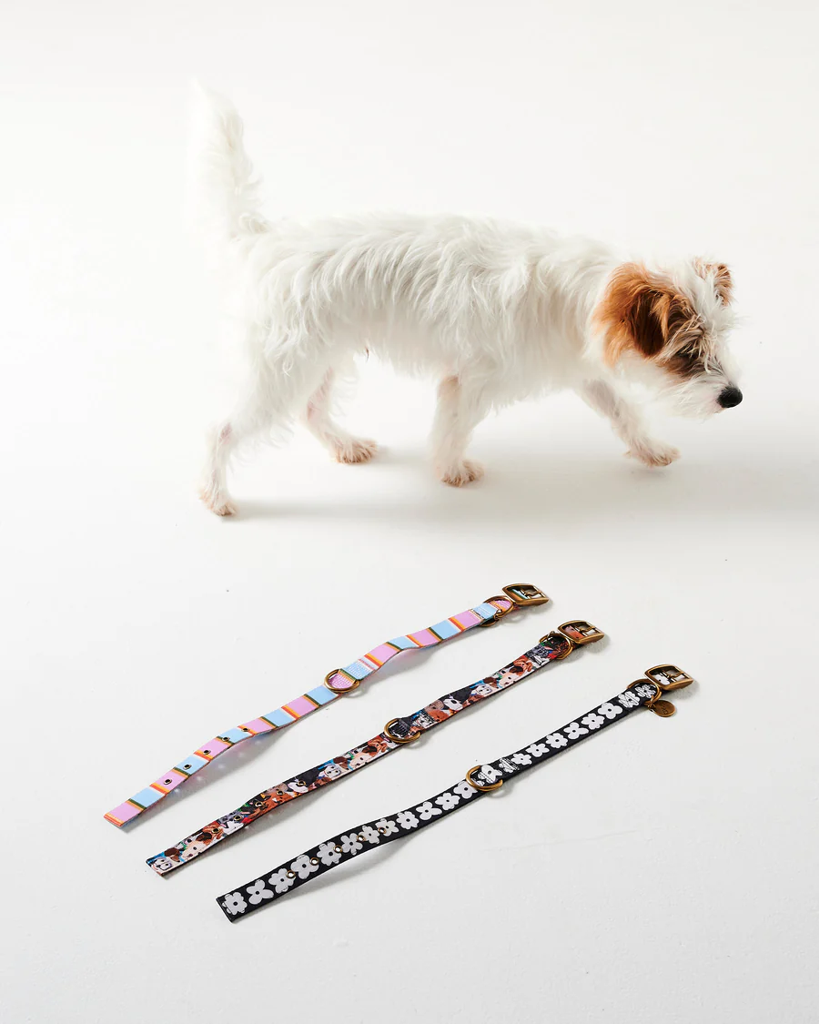 Flower Face Dog Collar - Various Sizes