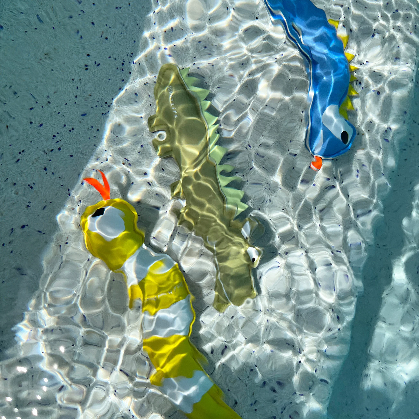 Dive Buddies Into the Wild - Set of 3