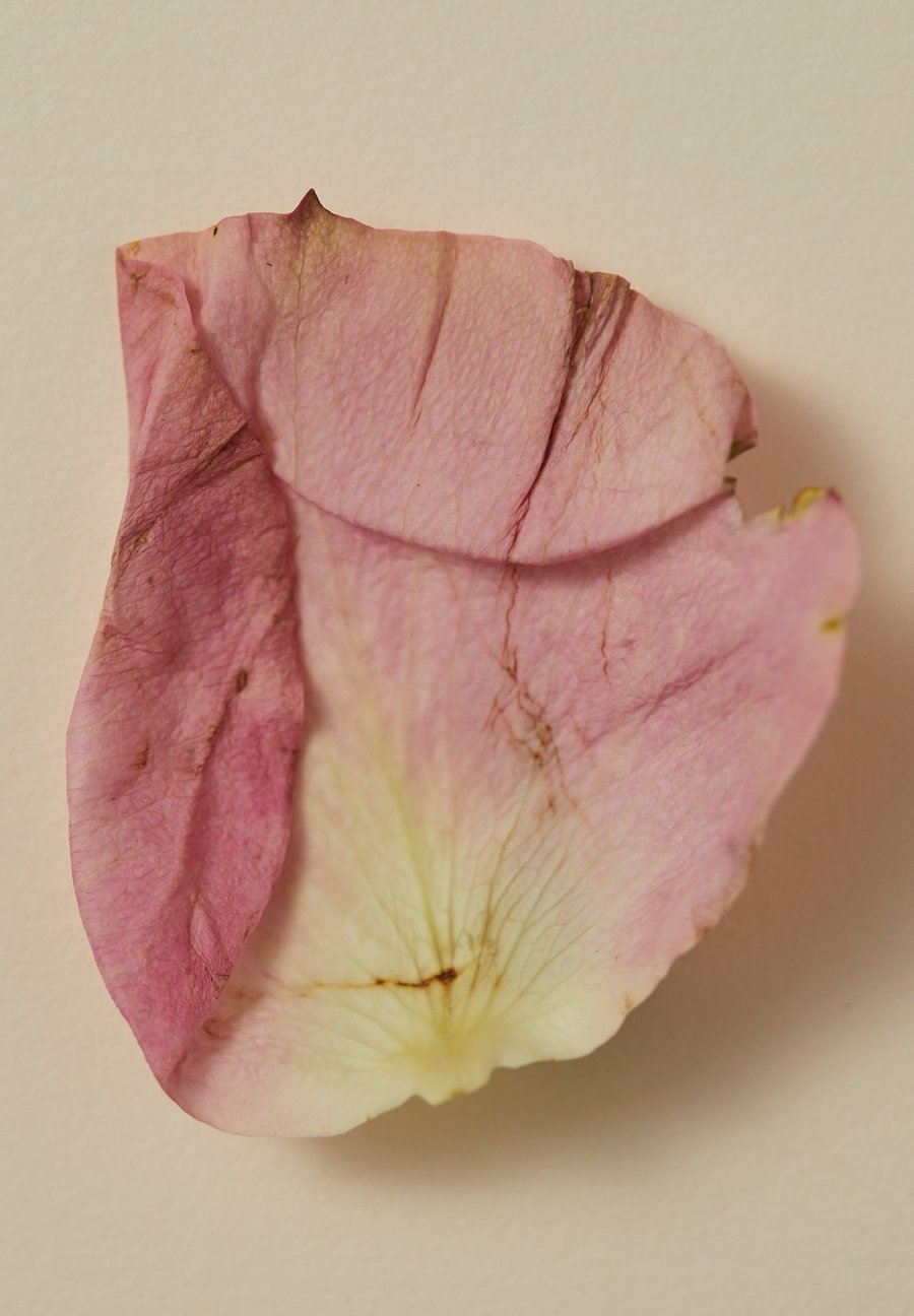 Smoking Rose - Perfume Oil