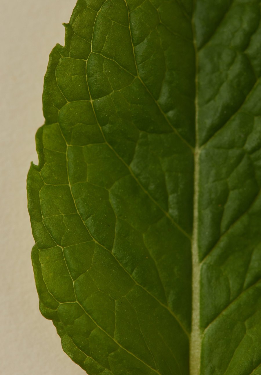Sage - Perfume Oil