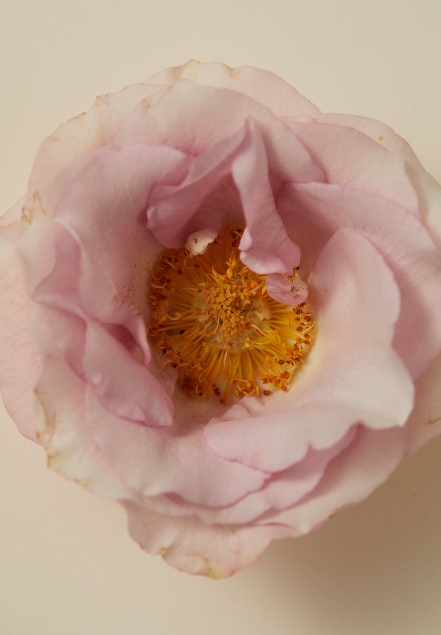 Smoking Rose - Perfume Oil