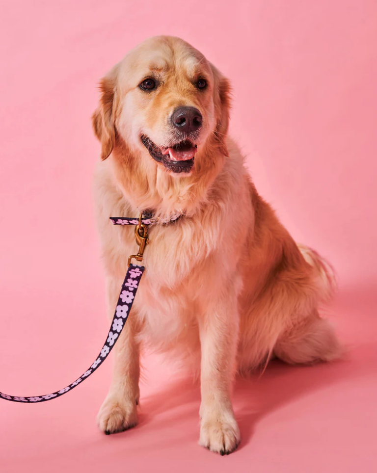 Flower Face Dog Lead - Large
