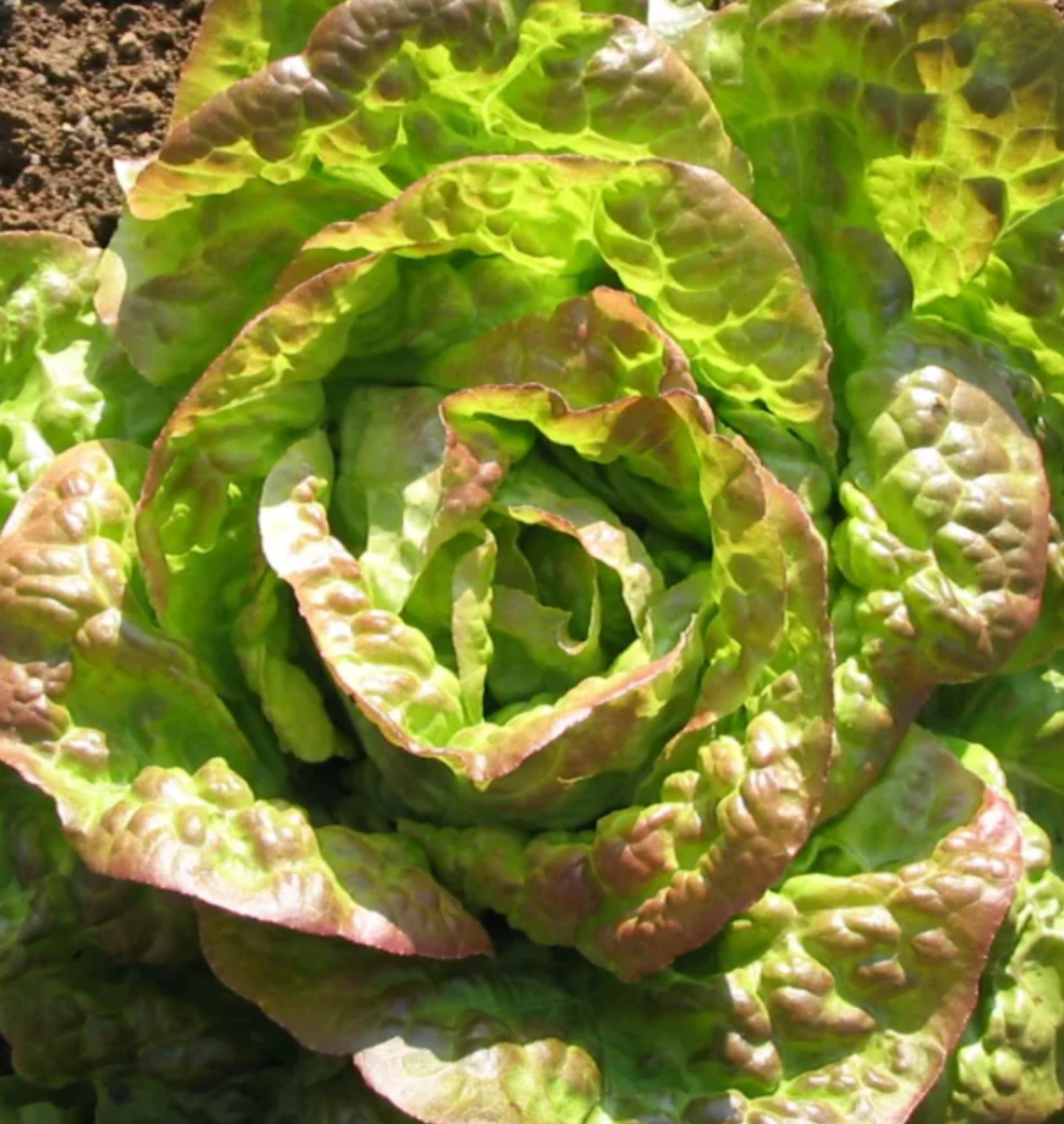 Lettuce 'Mignonette Bronze' Heirloom Seeds