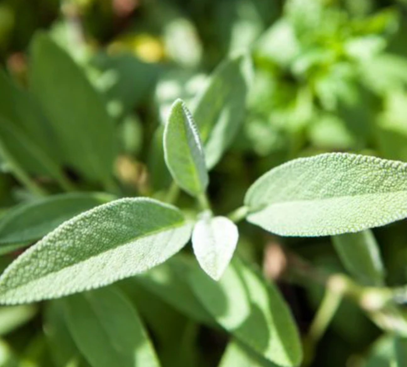 Sage 'Common' Heirloom Seeds
