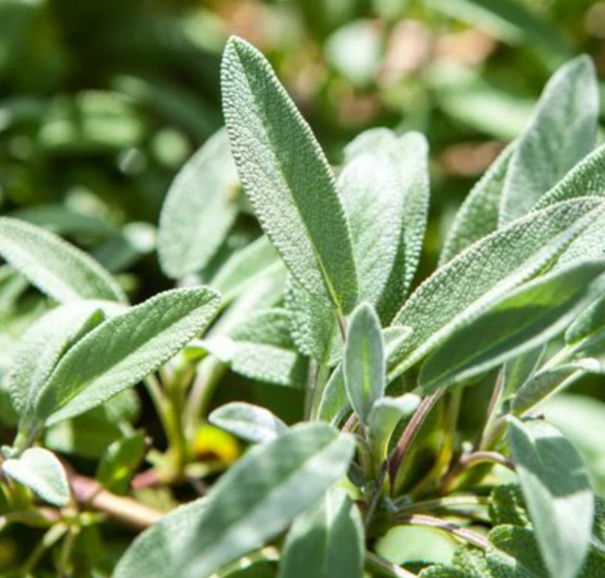 Sage 'Common' Heirloom Seeds