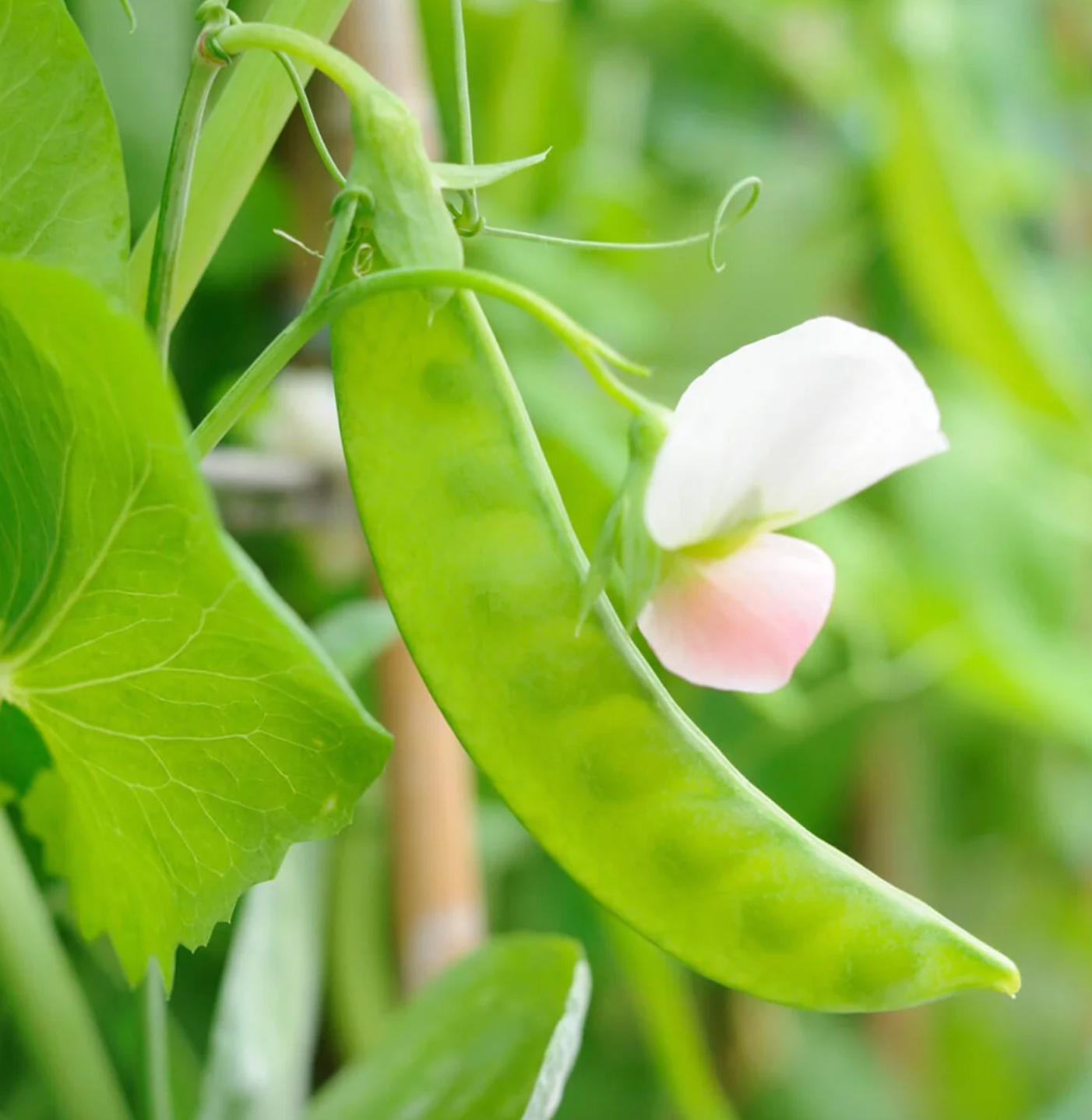 Snow Pea ' Oregon' Heirloom Seeds (Sweet Mammoth)