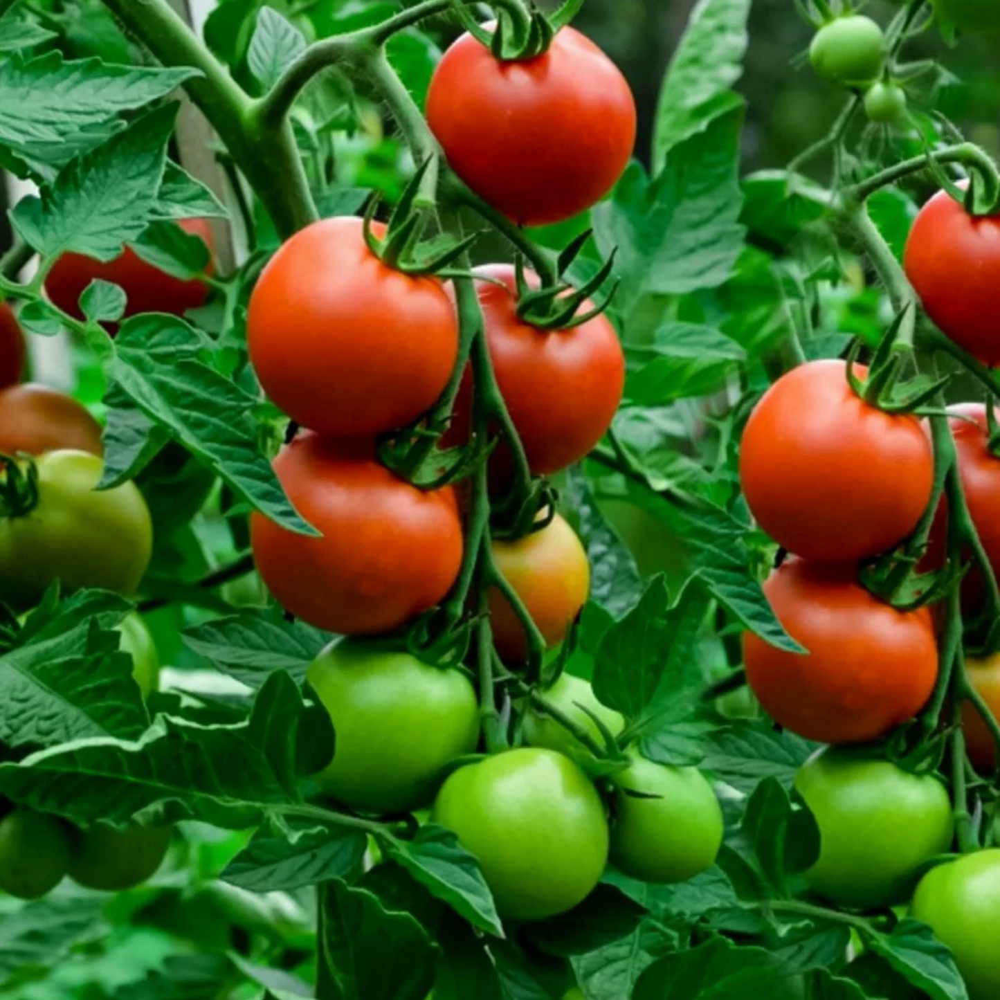 Tomato 'Daydream' Heirloom Seeds