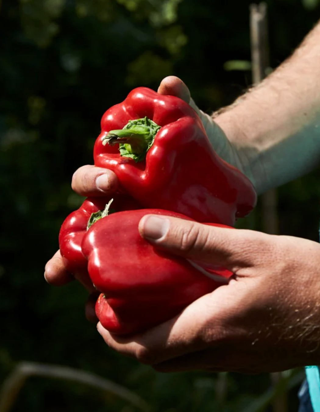 Capsicum 'Wonder Sweet Bell' Heirloom Seeds