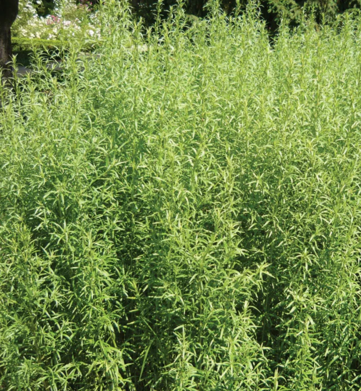 Tarragon 'Russian' Heirloom Seeds