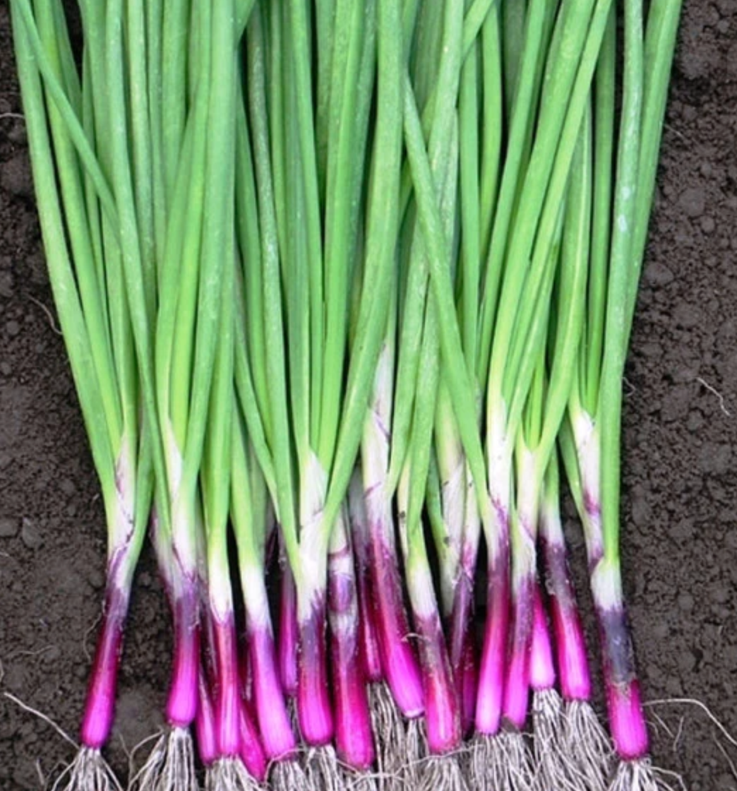 Onion "Japanese Red Beard" Heirloom Seeds