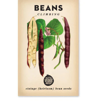 Beans Climbing 'Scarlett Runner' Heirloom Seeds